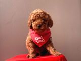 Orjinal Toy Poodle