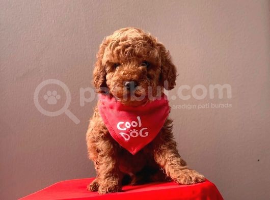 Orjinal Toy Poodle