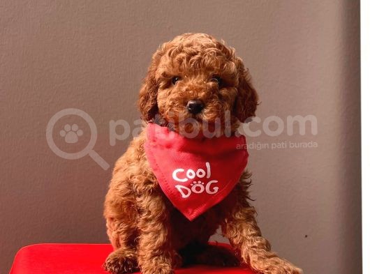 Orjinal Toy Poodle görsel