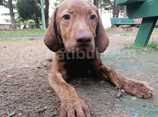 Harika Labrador Yavrular