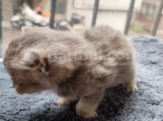 6 Adet Yavru Seç Begen Ara görsel