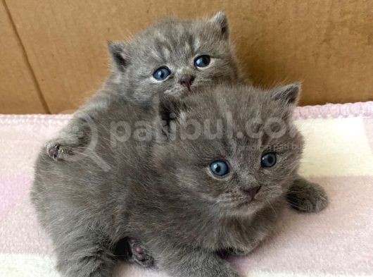 Safkan Ve Sağlıklı British (Açıklamayı Okuyun.) görsel