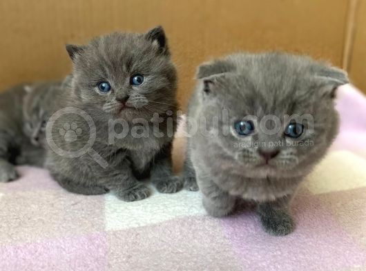 Safkan Ve Sağlıklı British (Açıklamayı Okuyun.)