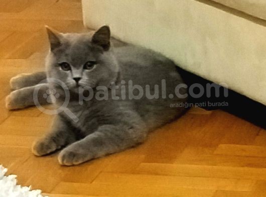 Paşa Yeni Ailesini Ariyor görsel