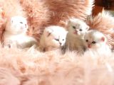 Yeni̇ Yavru Kedi̇ Huzur Bebekleri̇ Golden Baba Si̇lver Anne