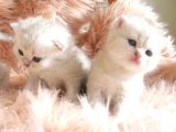 Yeni̇ Yavru Kedi̇ Huzur Bebekleri̇ Golden Baba Si̇lver Anne