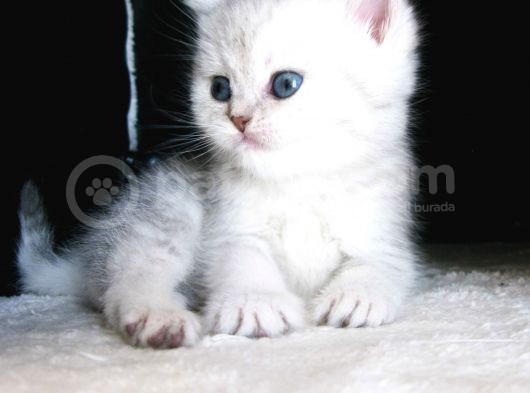 Yeni̇ Yavru Kedi̇ Huzur Bebekleri̇ Golden Baba Si̇lver Anne görsel