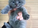 British Shorthair Yavrumuz