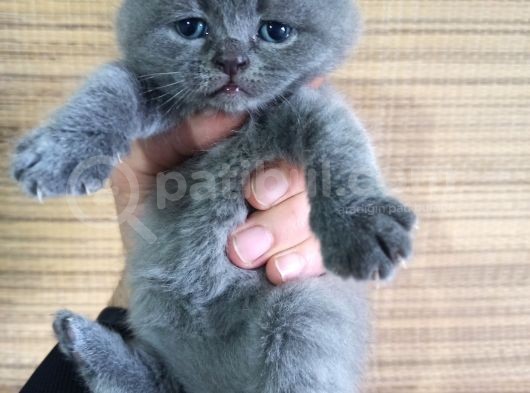 British Shorthair Yavrumuz
