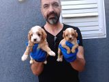 Çok Özel Cavapoo Yavrular