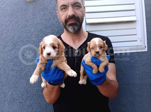 Çok Özel Cavapoo Yavrular