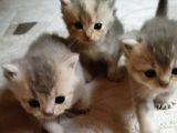 6 Adet Yavru Seç Begen Ara