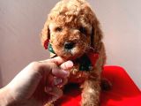 Safkan Toy Poodle Yavrularımız