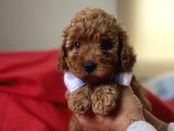 Anne Altindan Red Toy Poodle Yavruları