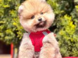 Safkan Pomeranian Boo Yavrularımız