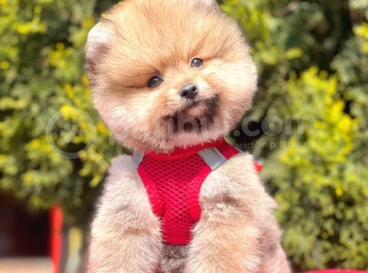 Safkan Pomeranian Boo Yavrularımız görsel