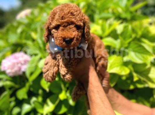 Mi̇ni̇k Red Toy Poodle Yavrulari görsel