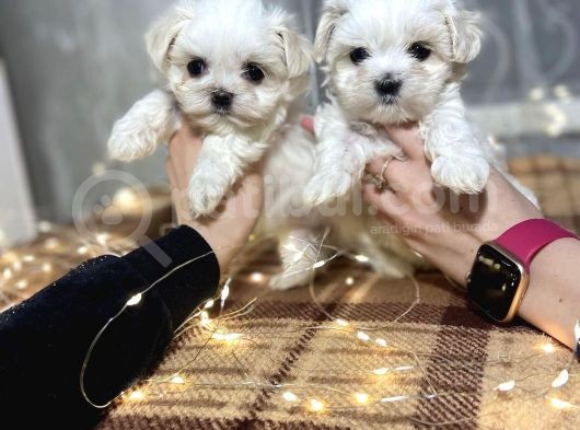 Maltese Mini Boy Yavrular görsel