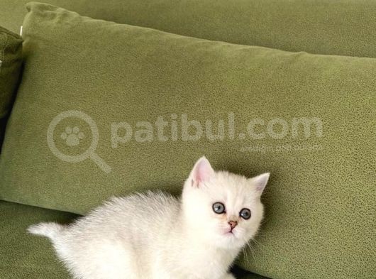 Sağlık Dişi Ve Erkek Safkan Ns11 Ny25 Kedilerim Sahiplendirilecektir görsel