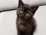 2 Aylık British Shorthair Sevimli Yavrularımız