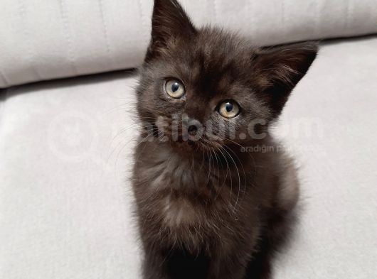 2 Aylık British Shorthair Sevimli Yavrularımız