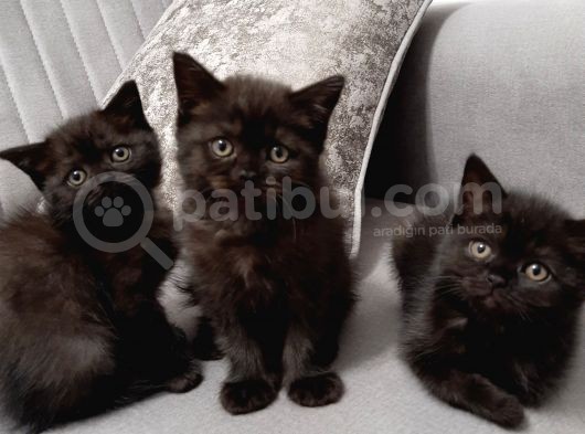 2 Aylık British Shorthair Sevimli Yavrularımız görsel