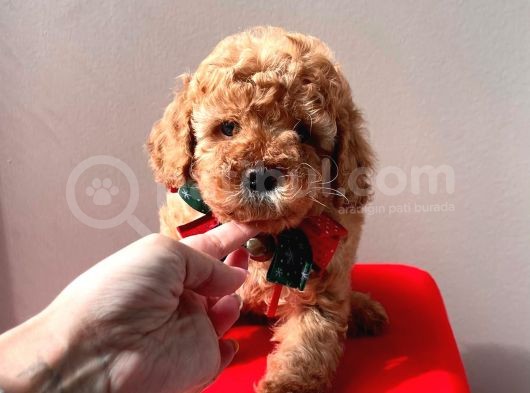 Safkan Toy Poodle Yavrularımız görsel