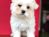 Tatli Maltese Terri̇er