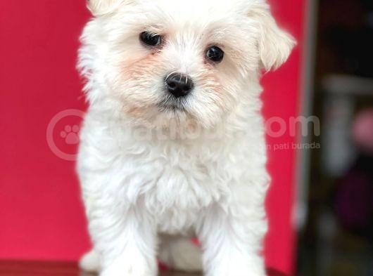 Tatli Maltese Terri̇er görsel