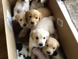 Baby Face Golden Retriever Yavruları
