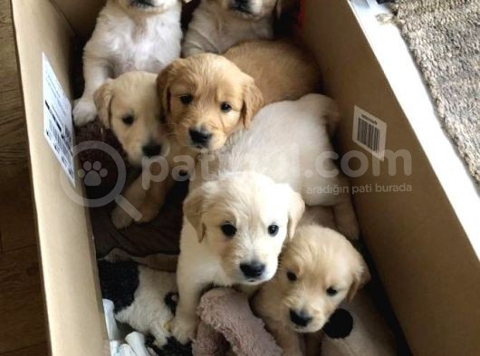 Baby Face Golden Retriever Yavruları görsel