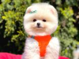 Ayı Surat Sevimli Mini Boy Pomeranian Yavrular