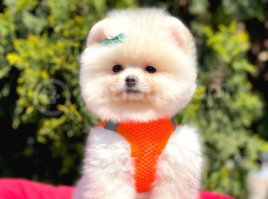 Ayı Surat Sevimli Mini Boy Pomeranian Yavrular