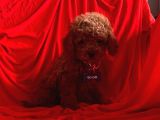 Mini Toy Poodle