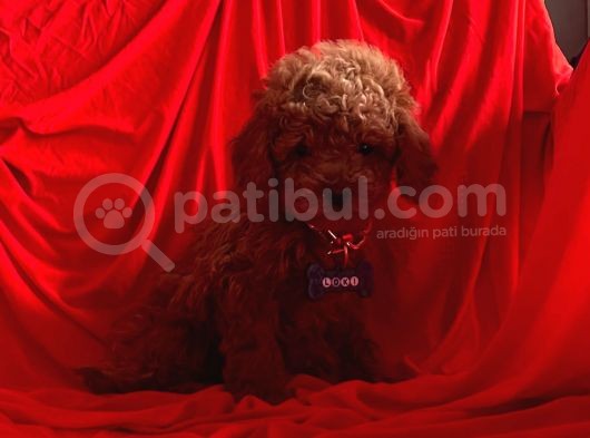 Mini Toy Poodle görsel