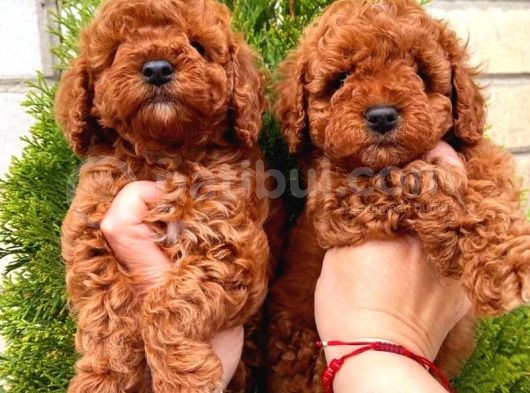 Red Brown Toy Poodle Yavrular
