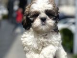 Bebek Surat Shih Tzu Yavrular