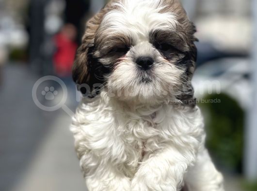 Bebek Surat Shih Tzu Yavrular görsel