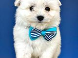 Tatli Maltese Terri̇er