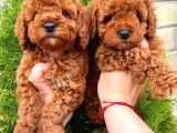 Red Brown Toy Poodle Yavrular