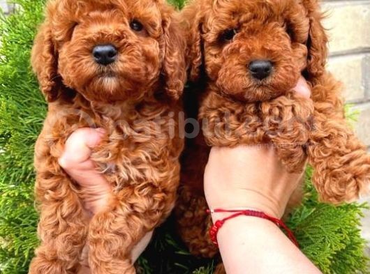 Red Brown Toy Poodle Yavrular görsel