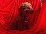Mini Toy Poodle