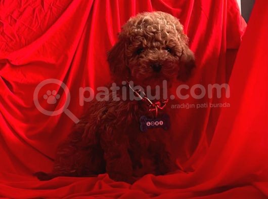 Mini Toy Poodle görsel