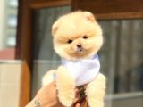 Pomeranian Boo Teddy Face Erkek Yavrumuz