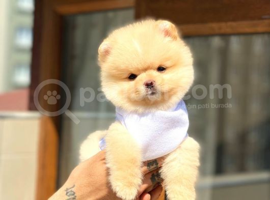 Pomeranian Boo Teddy Face Erkek Yavrumuz görsel