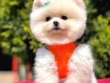 Ayı Surat Sevimli Mini Boy Pomeranian Yavrular