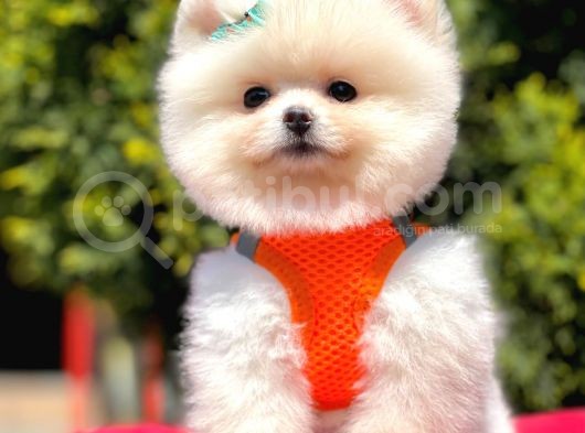 Ayı Surat Sevimli Mini Boy Pomeranian Yavrular görsel