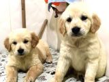 Baby Face Golden Retriever Yavruları