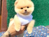 Pomeranian Boo Teddy Face Erkek Yavrumuz