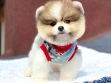 Pomeranian Boo Teddy Face Erkek Mini Yavrumuz